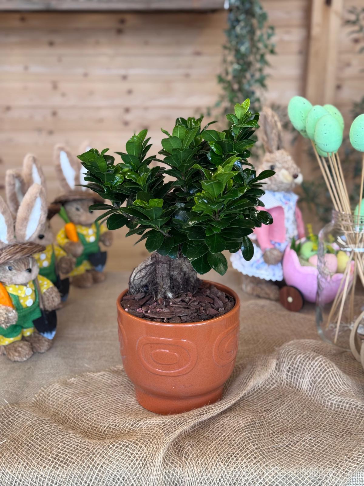 BONSAI GINSENG
