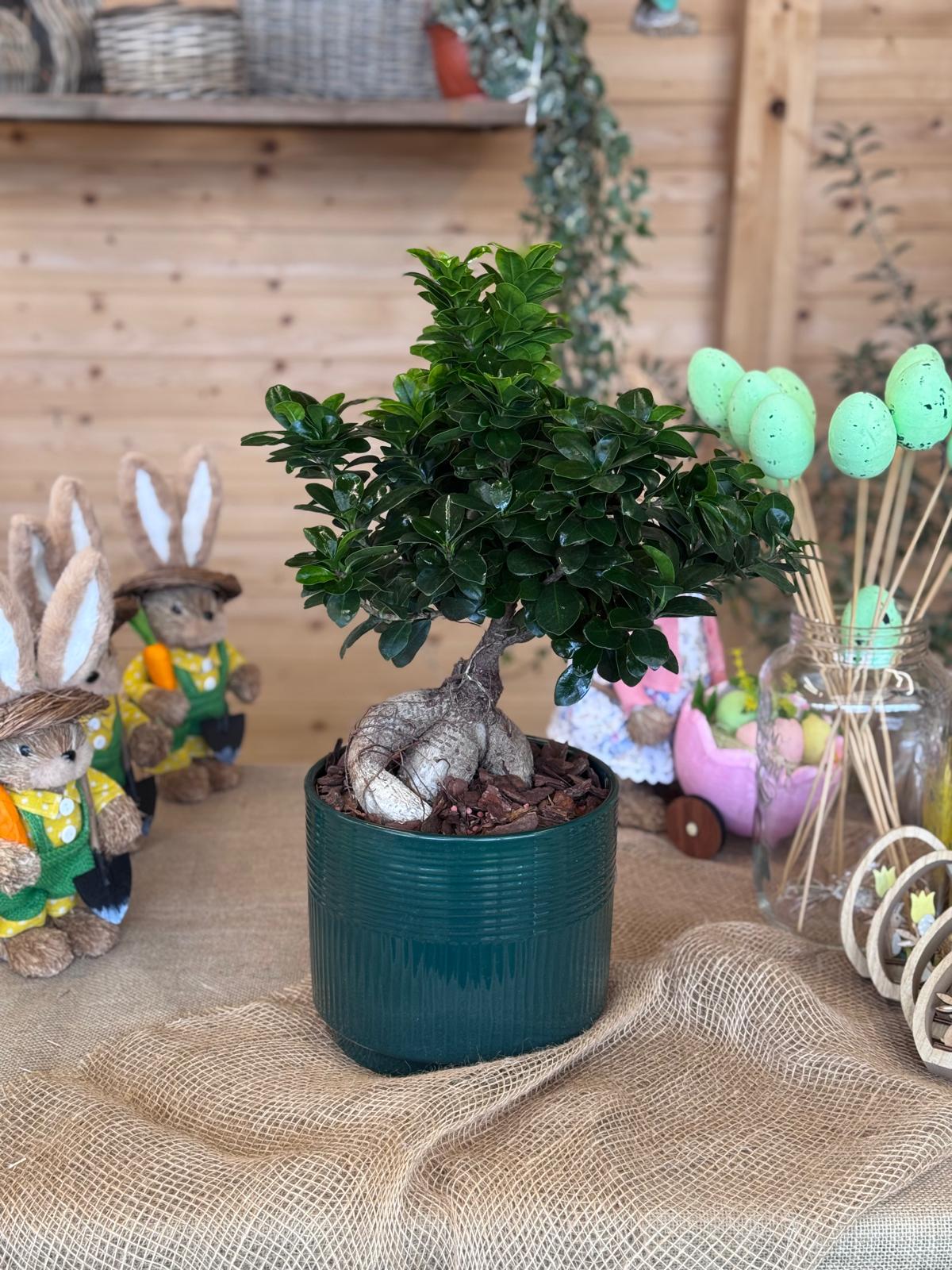 BONSAI GINSENG