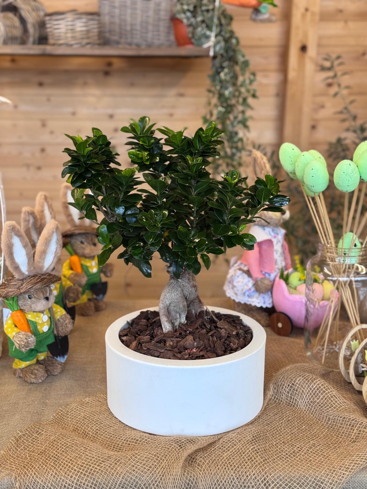 BONSAI GINSENG