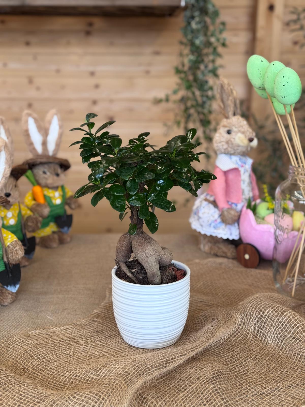 BONSAI GINSENG