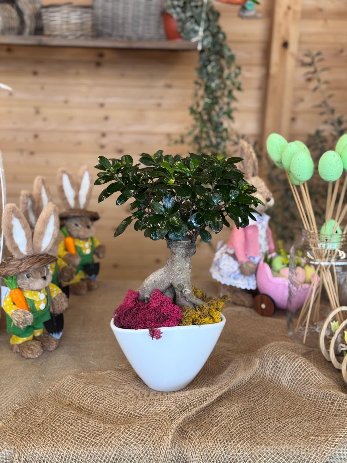 BONSAI GINSENG