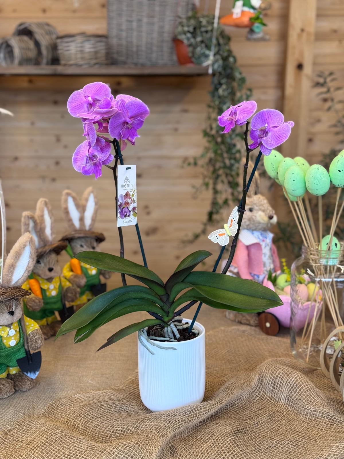 ORCHIDEA LILLA