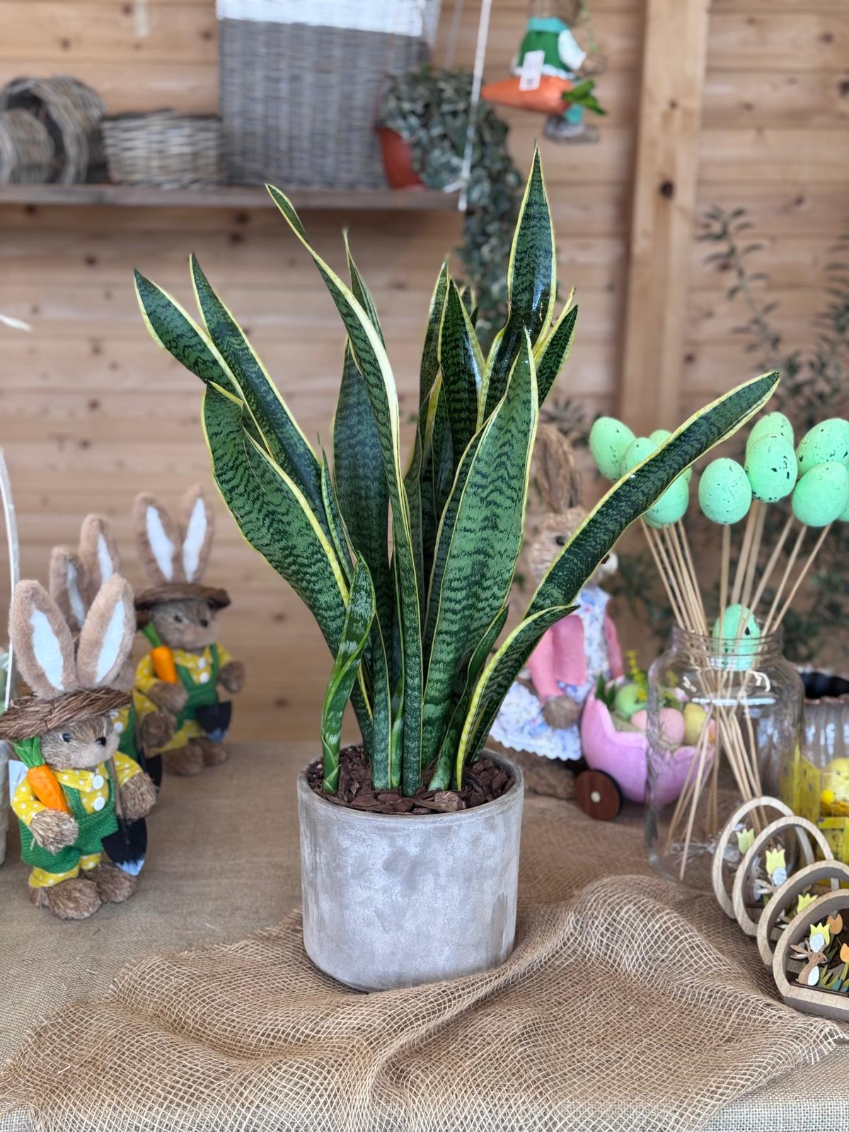 SANSEVIERIA