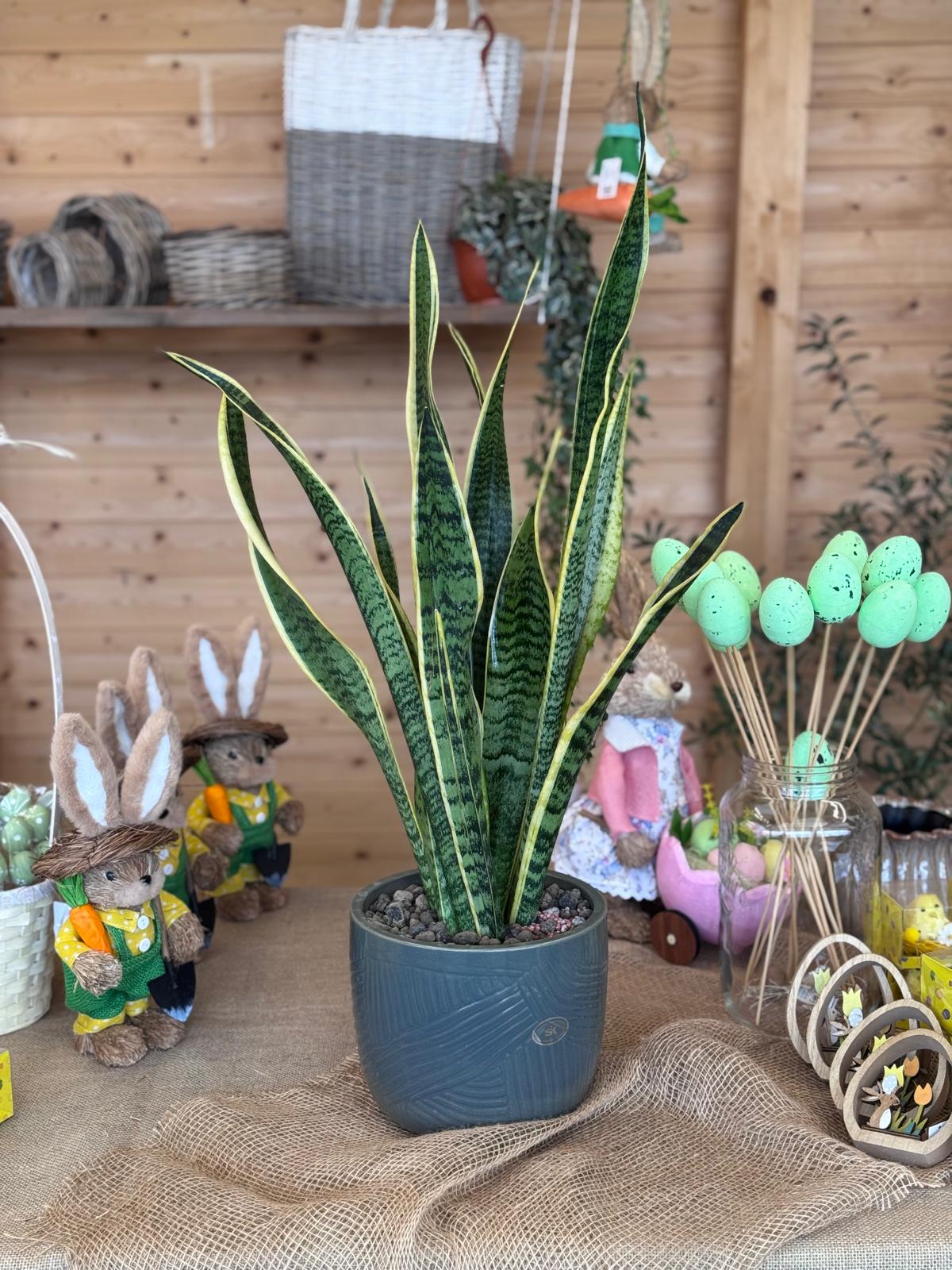 SANSEVIERIA