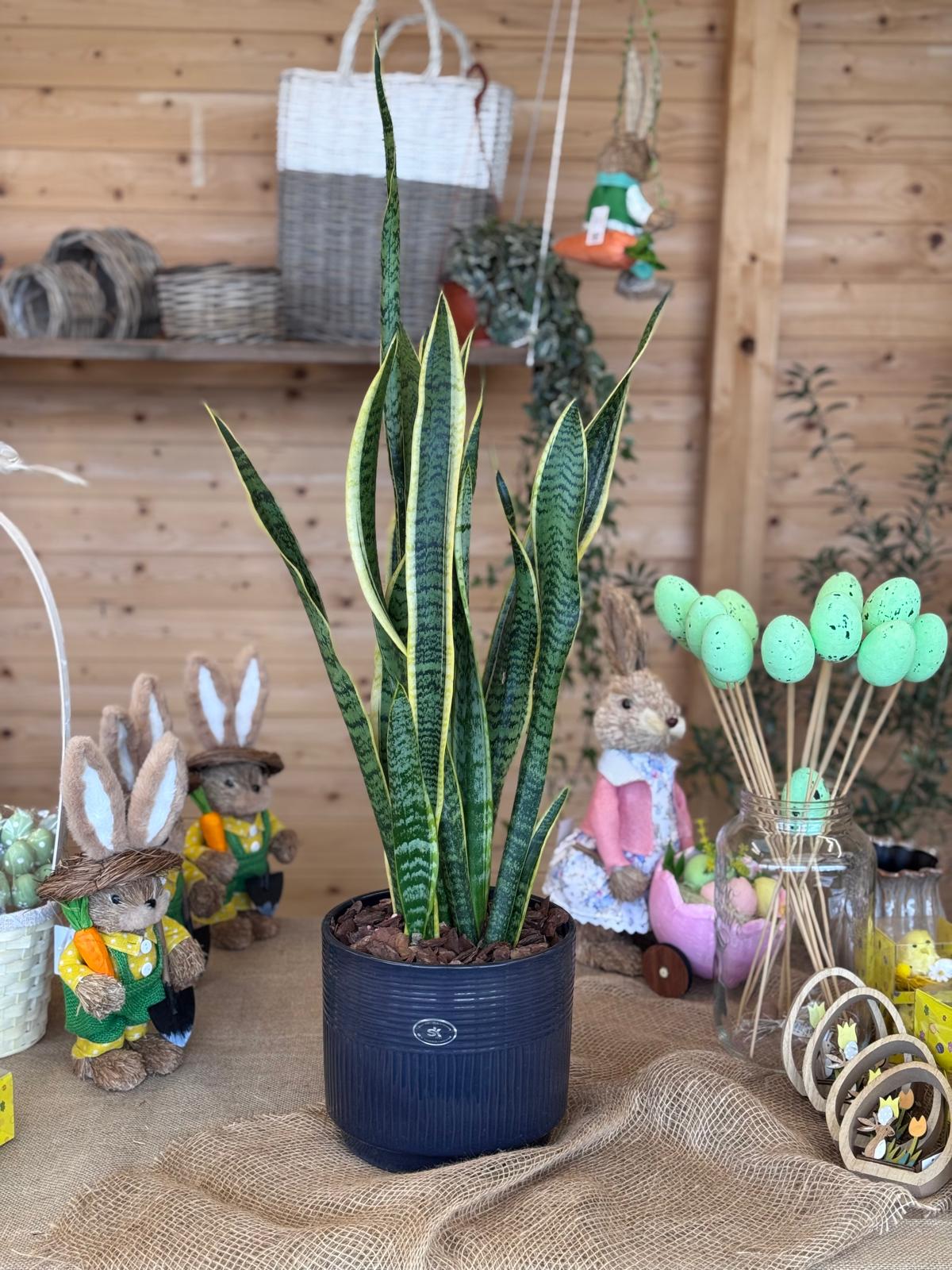 SANSEVIERIA