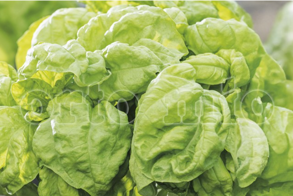 Basilico riccio a foglia di lattuga