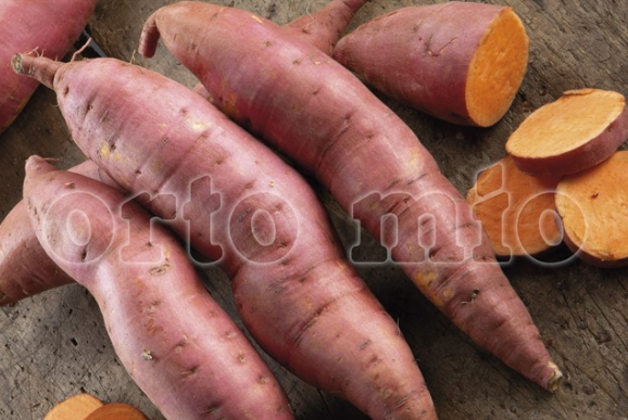 Batata Patata dolce americana a pasta arancio Evangeline vaso 10