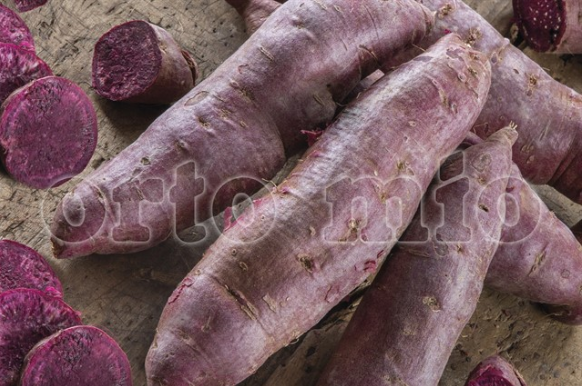 Batata Patata dolce americana a pasta viola Sakura vaso 10