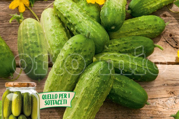 Cetriolo da sottaceto Sonate F1