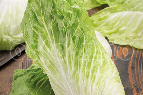 9 piante in cubetto Cicoria e Radicchio Pan di Zucchero Vespero F1 (80 gg)