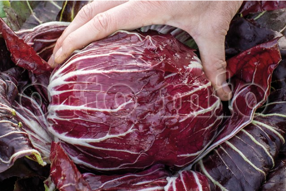 9 piante in cubetto Cicoria e Radicchio Rossa di Chioggia precoce Presto (60 gg)