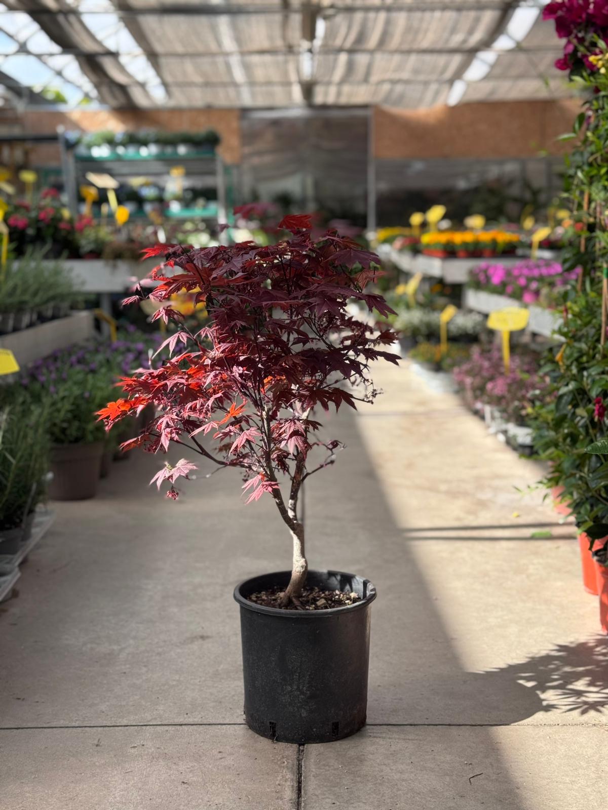 Acero rosso H 80cm