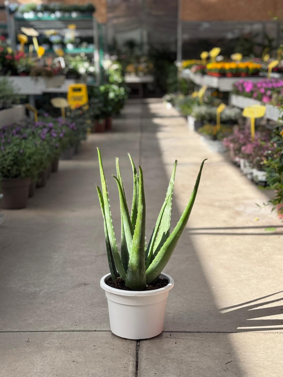 Aloe Vera Burm.f  H 60cm