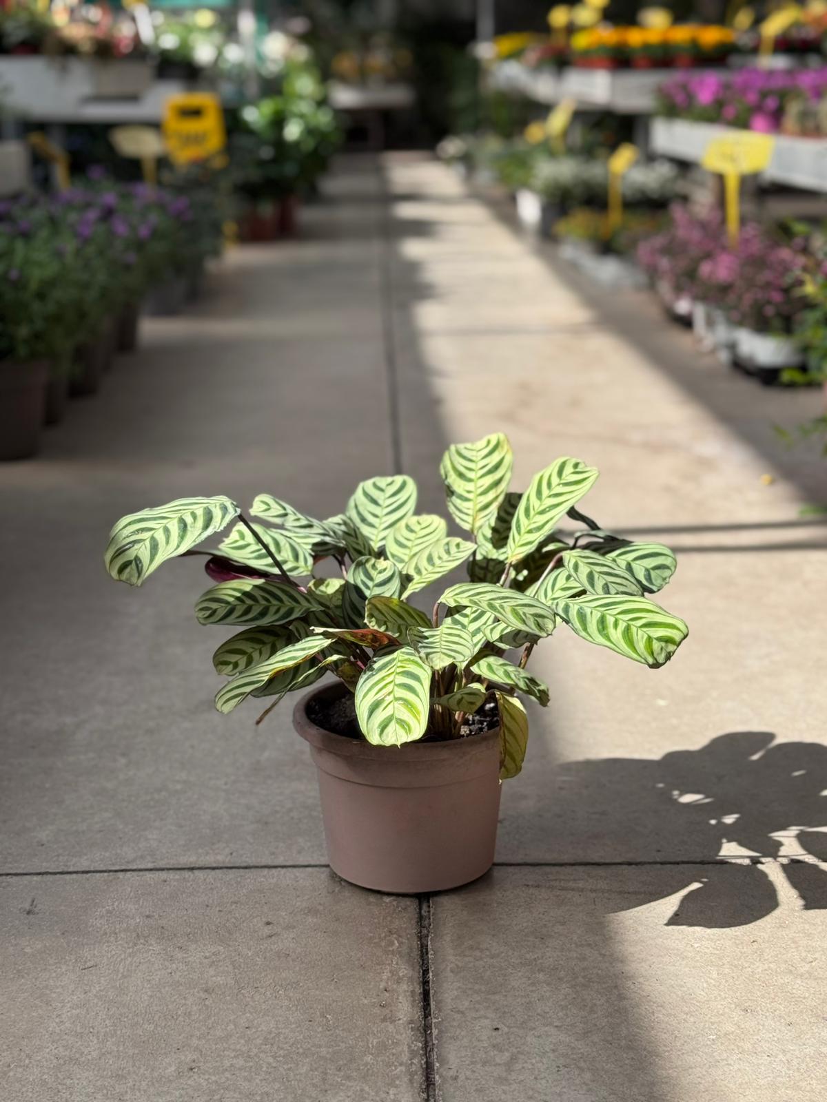 Maranta H 33cm
