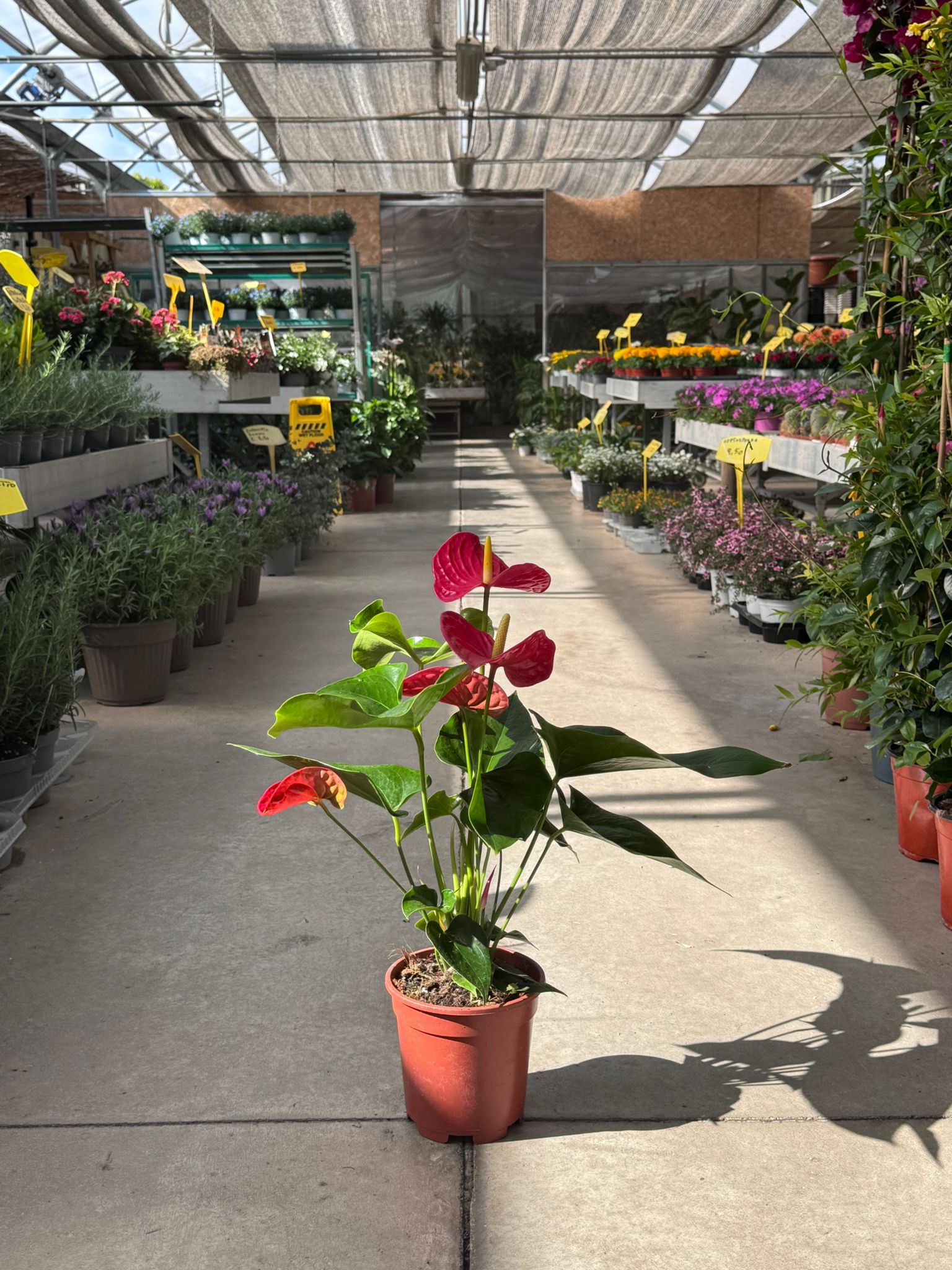 Anthurium H 60cm