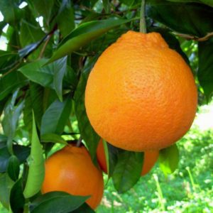 Arancio Cara Cara