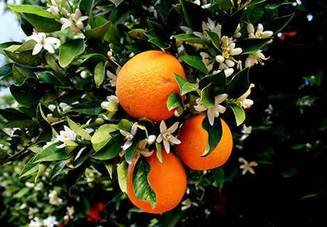 Arancio Navelina