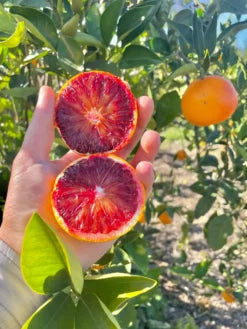 Arancio Sanguinello