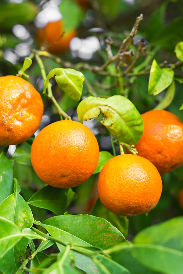Arancio Valencia
