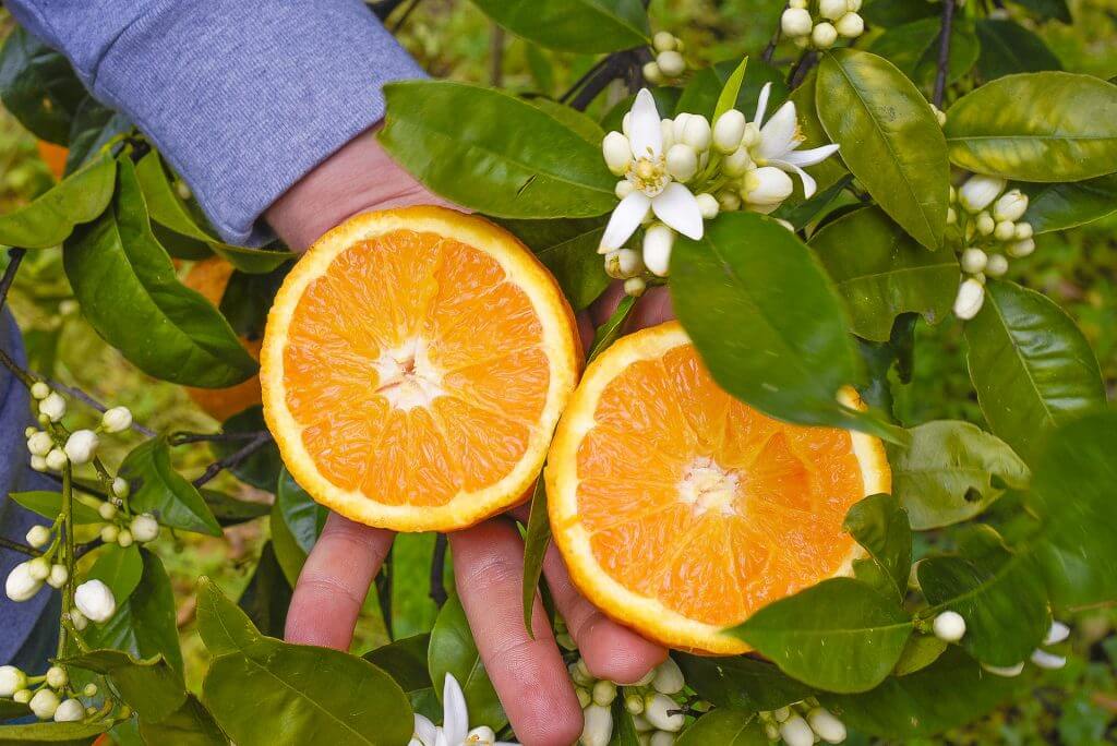 Arancio vaniglia