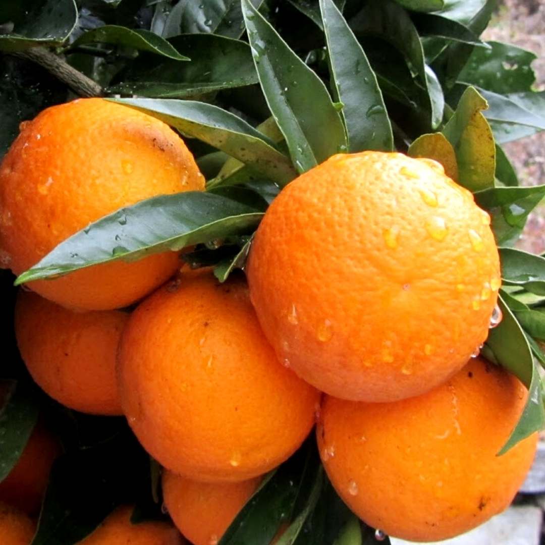 Arancio Waschington