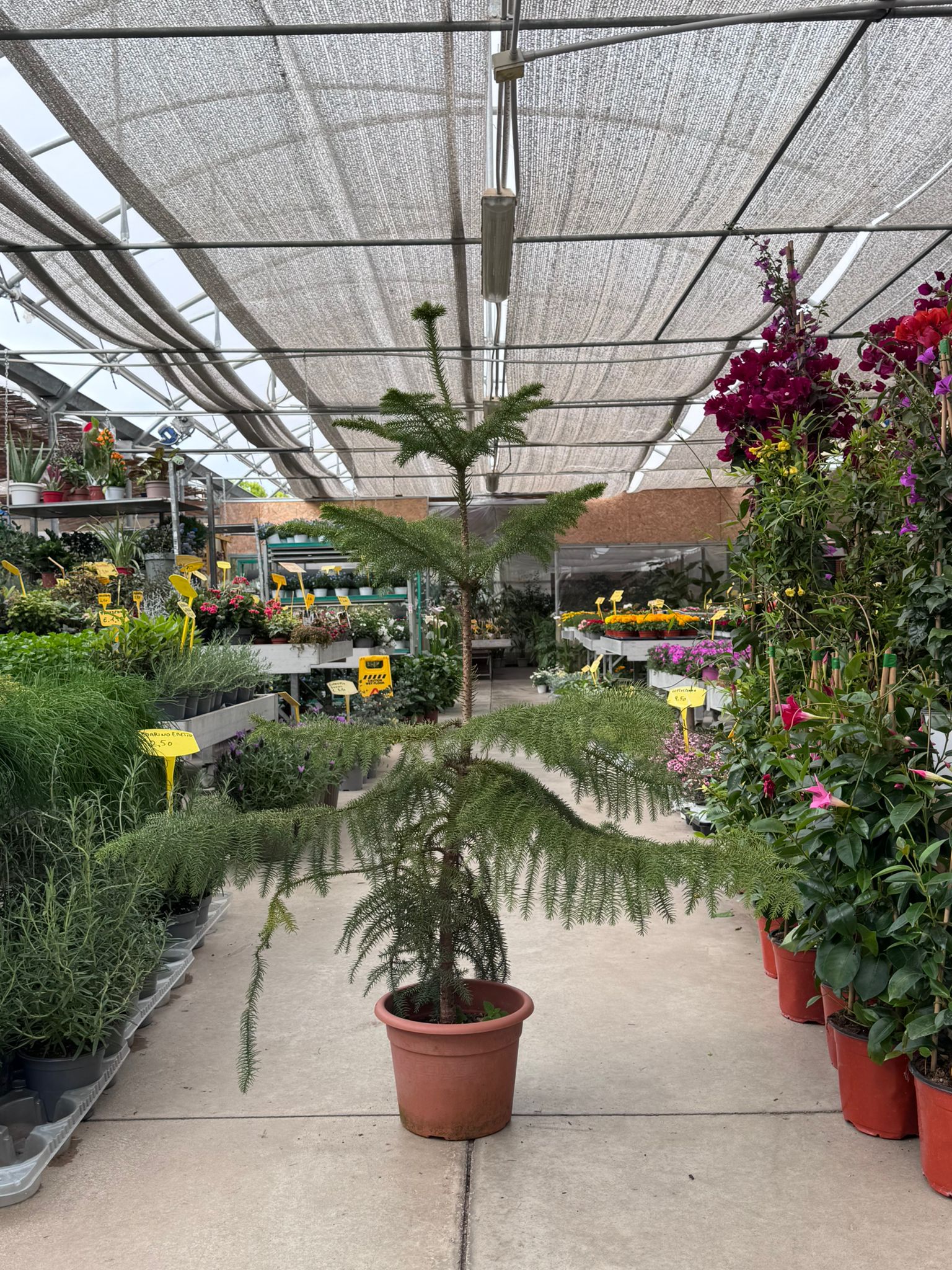 Araucaria H 130cm