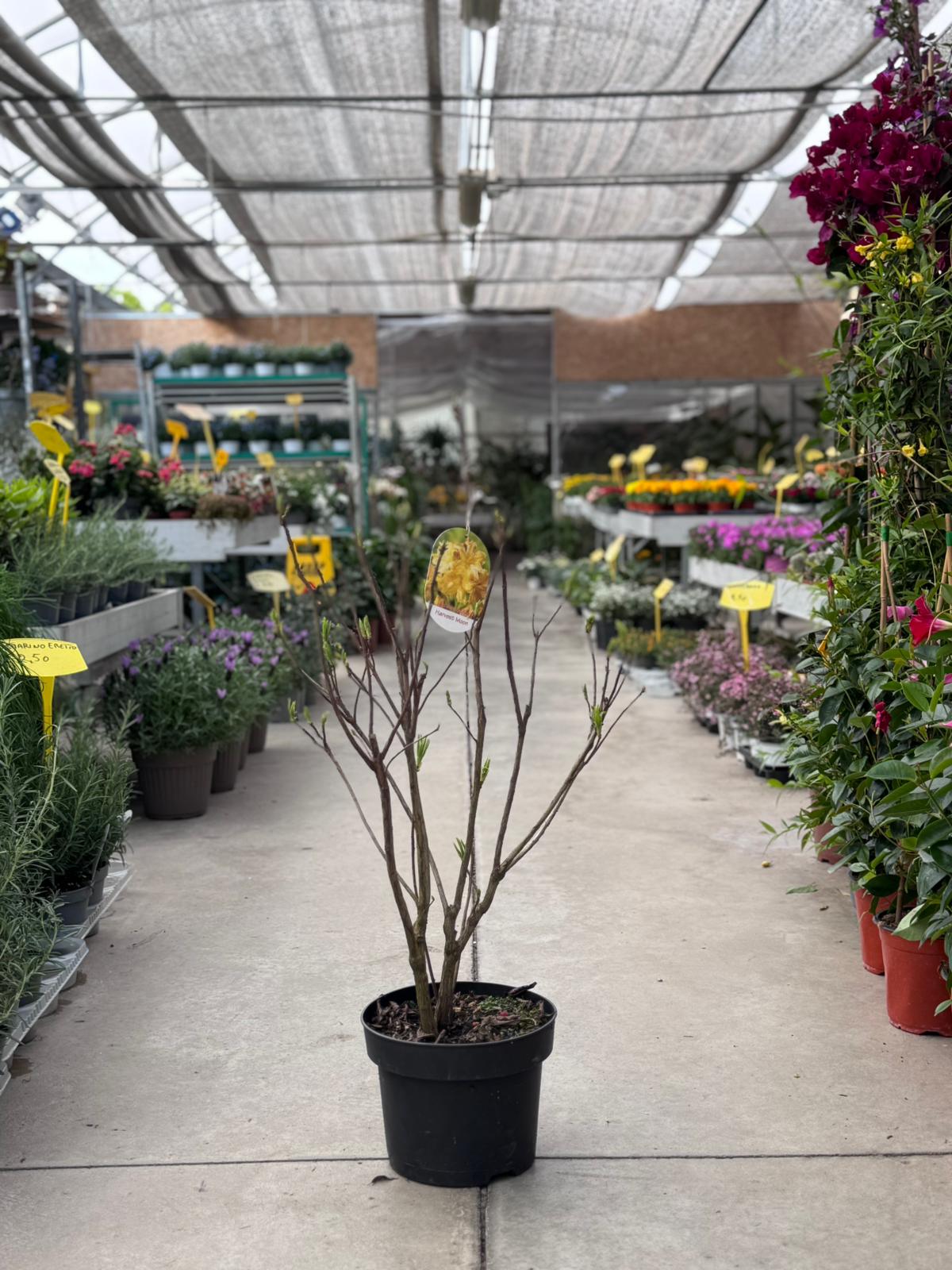 Azalea Mollis "Harvest Moon" H 85cm