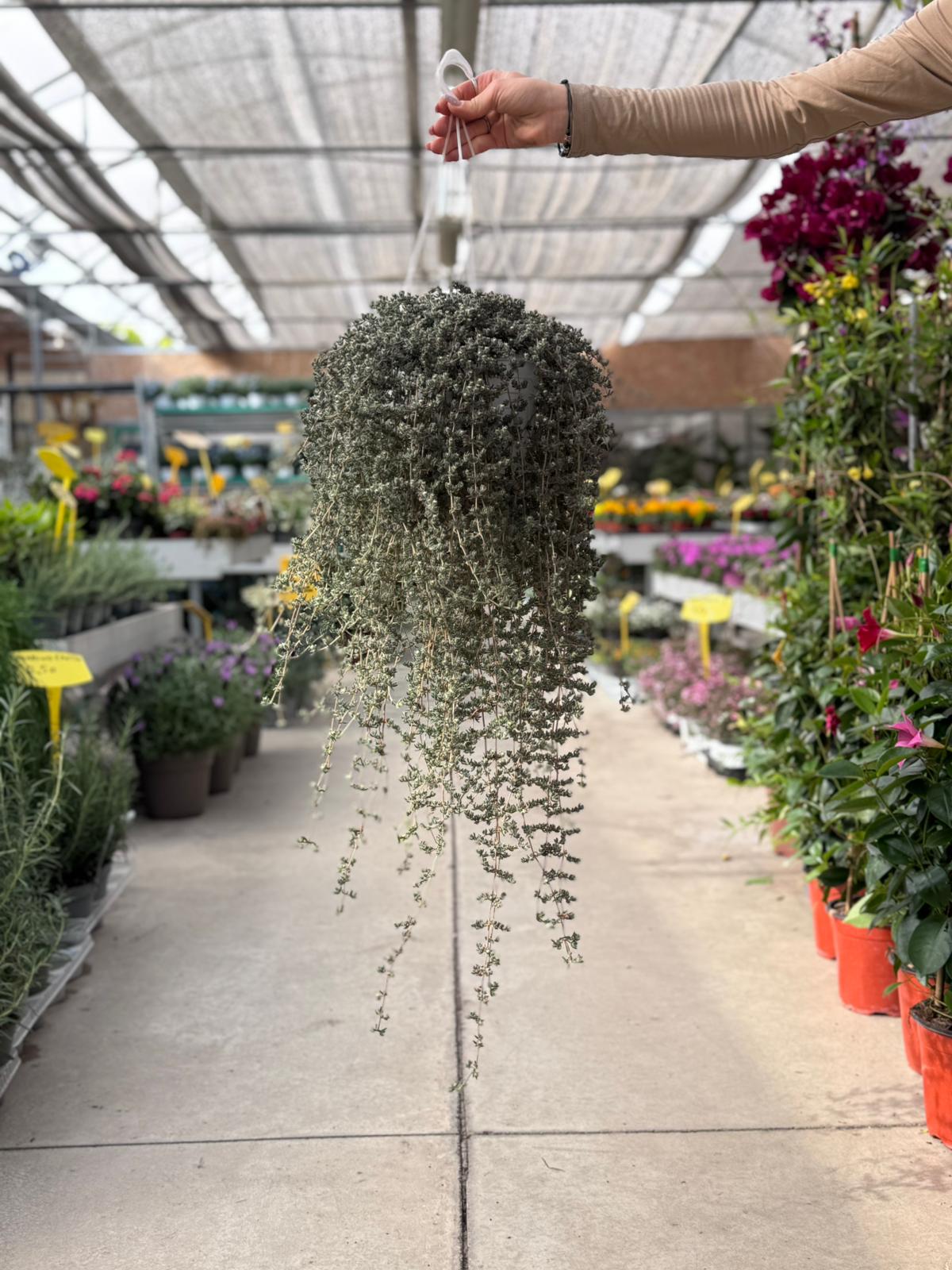 Barba di Giove (Drosanthemum Hispidum) H 50cm