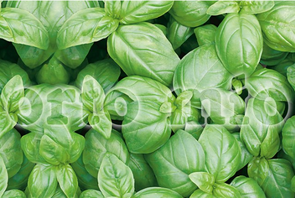 Basilico Italiano classico (tipo genovese)