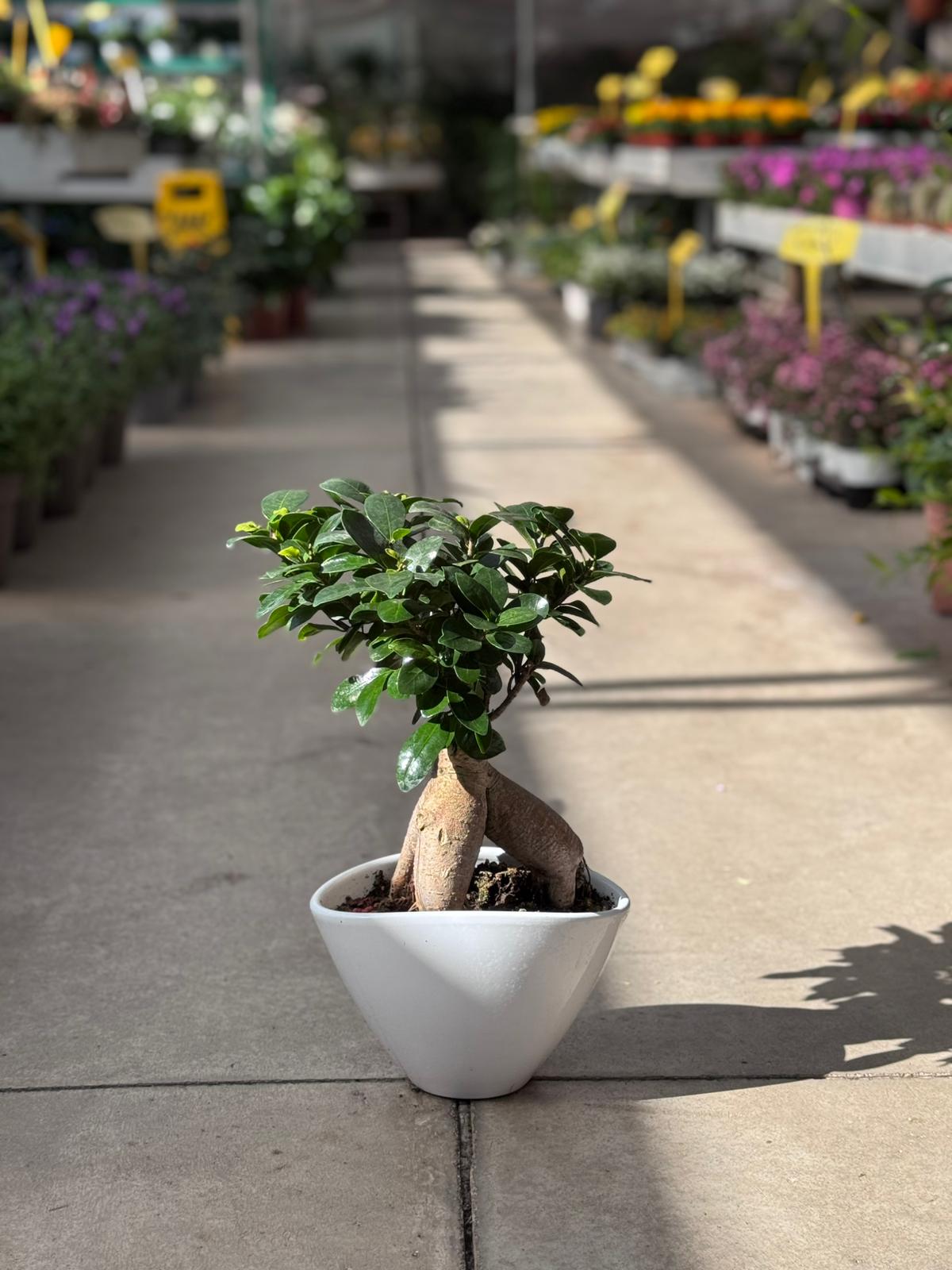 Bonsai Ficus Ginseng (Ficus microcarpa L.f.) H 44cm