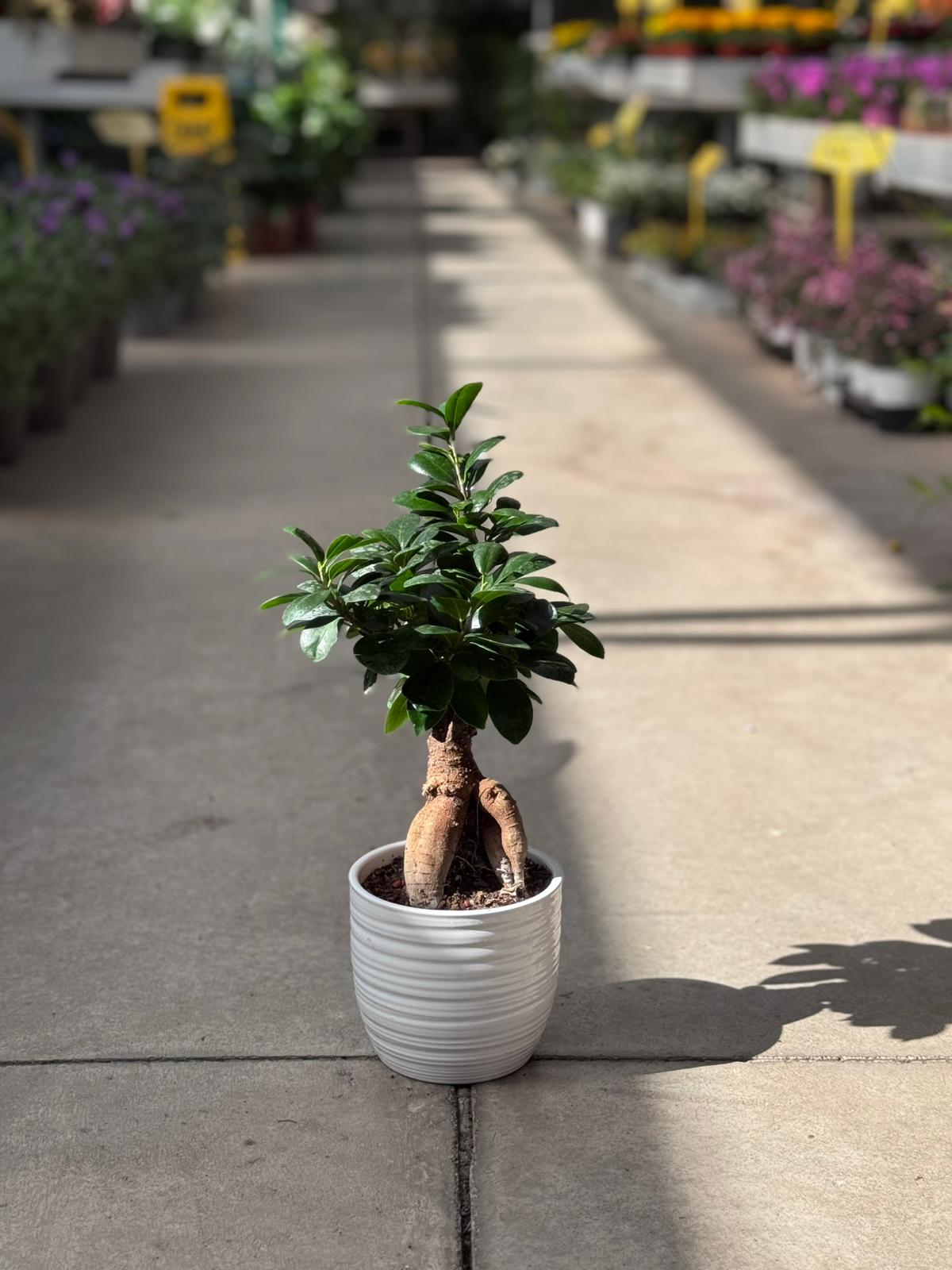 Bonsai Ficus Ginseng (Ficus microcarpa L.f) H 40cm