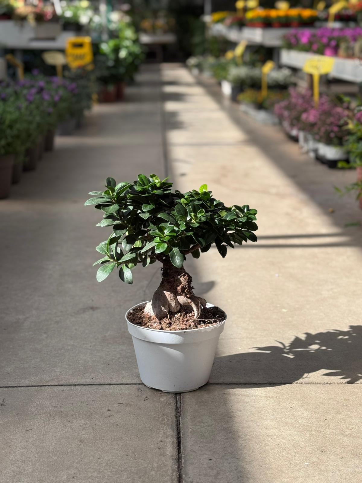 Bonsai Ficus Ginseng (Ficus microcarpa L.f) H 40cm