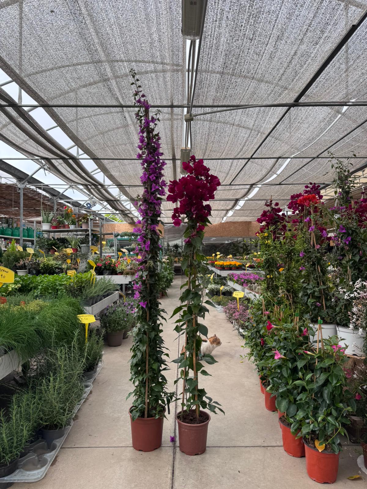 Bouganvillea Sanderiana o Californiana H 170cm