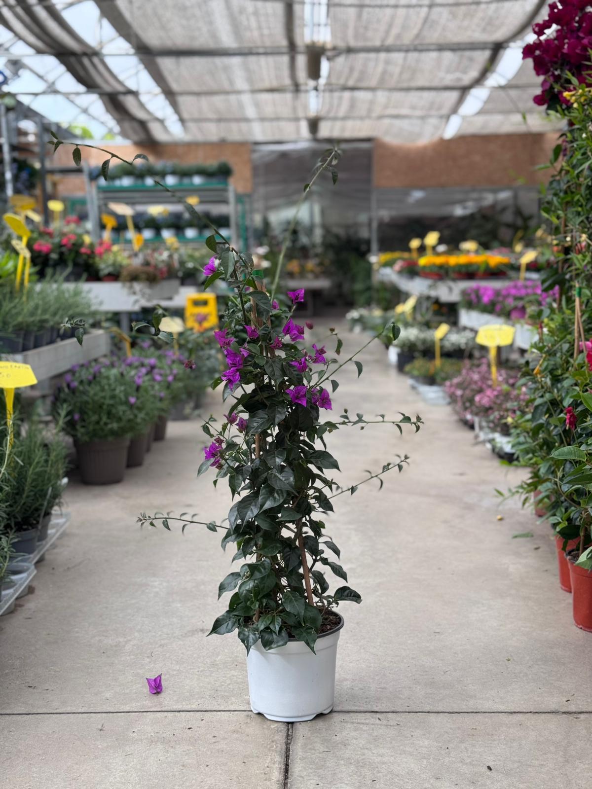 Bouganvillea Sanderiana H 100cm