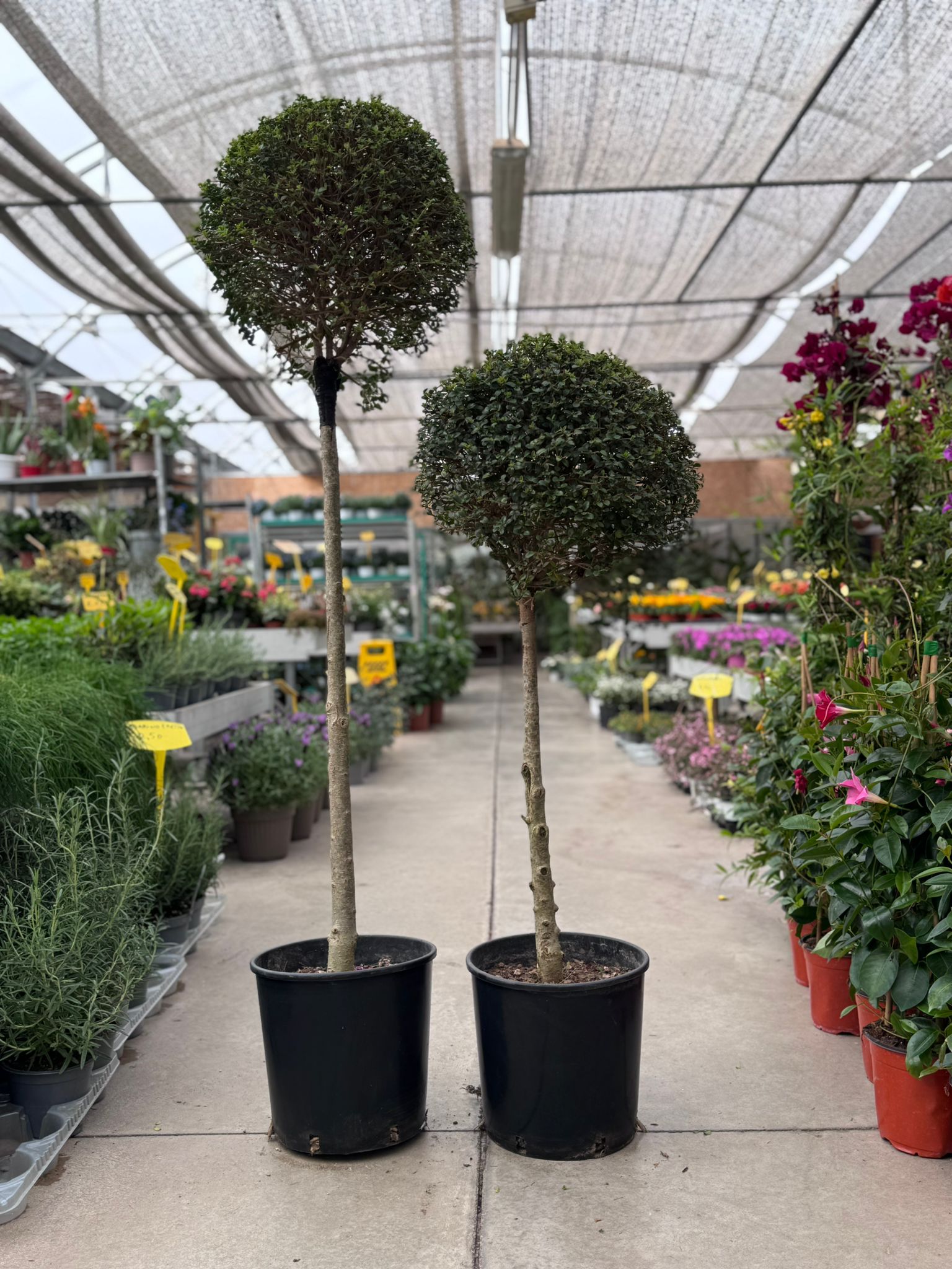 Bosso a palla (Buxus sempervirens) H 150-110 cm