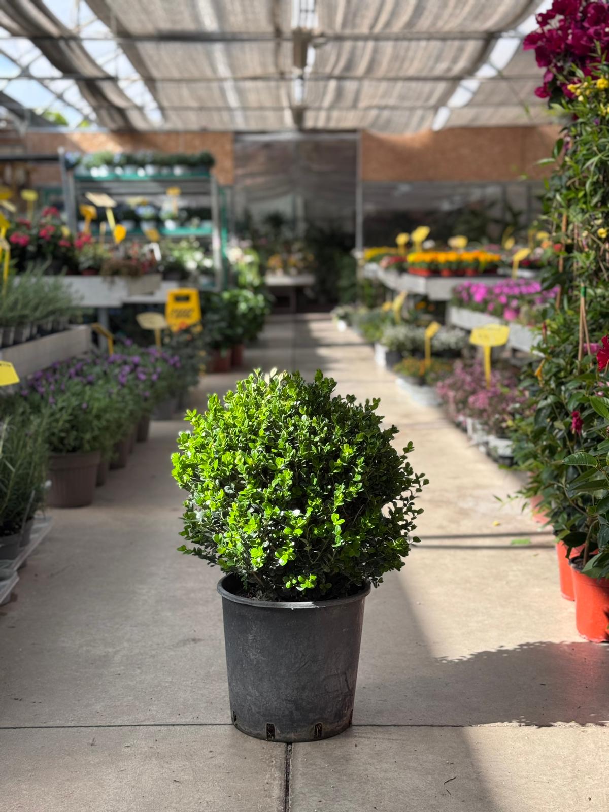 Bosso a palla (Boxus sempervirens) H 60cm