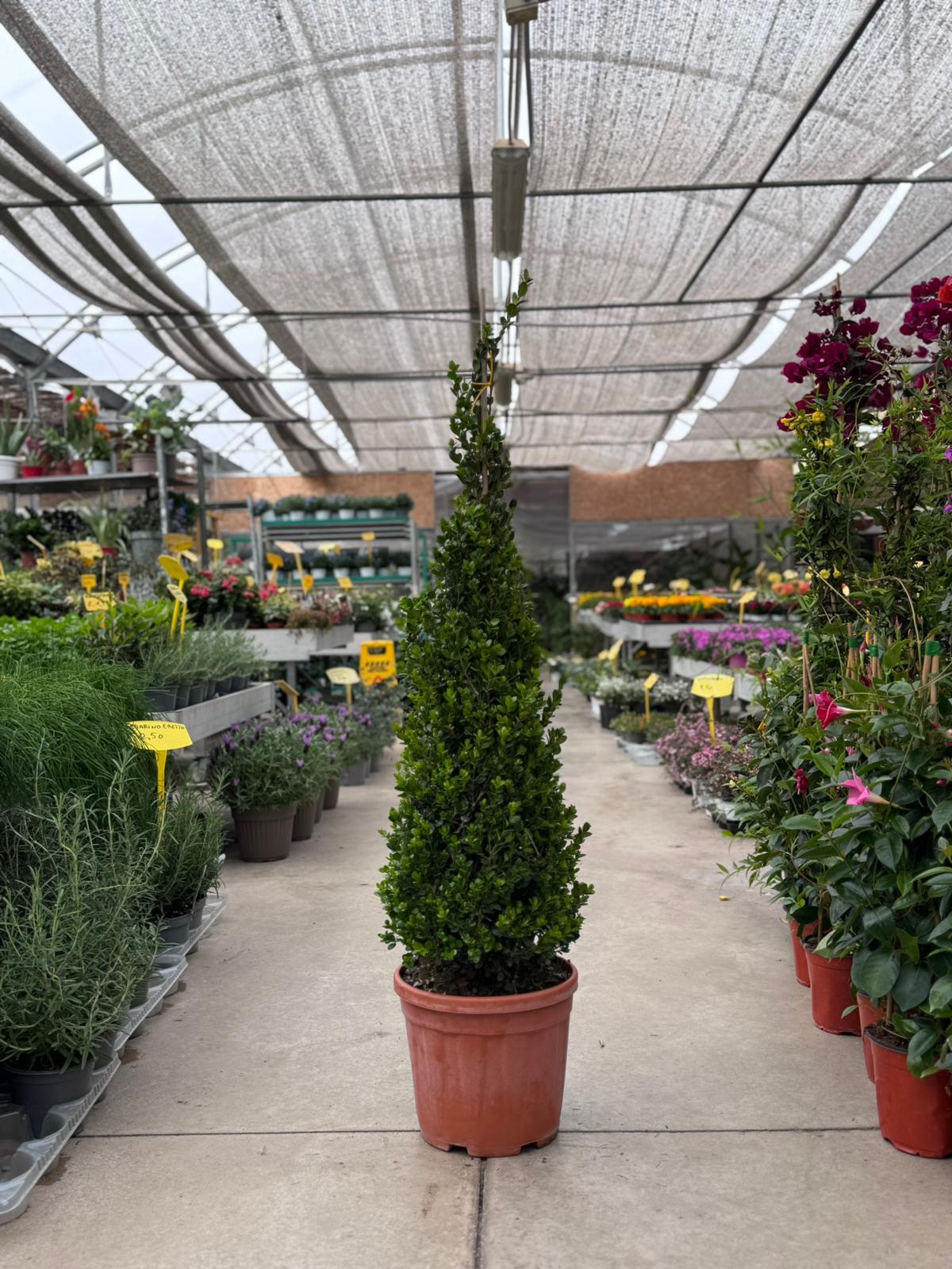 Bosso a piramide ( Buxus sempervirens) H 130cm