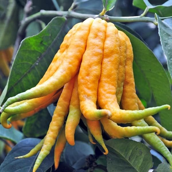 Cedro mano di buddah