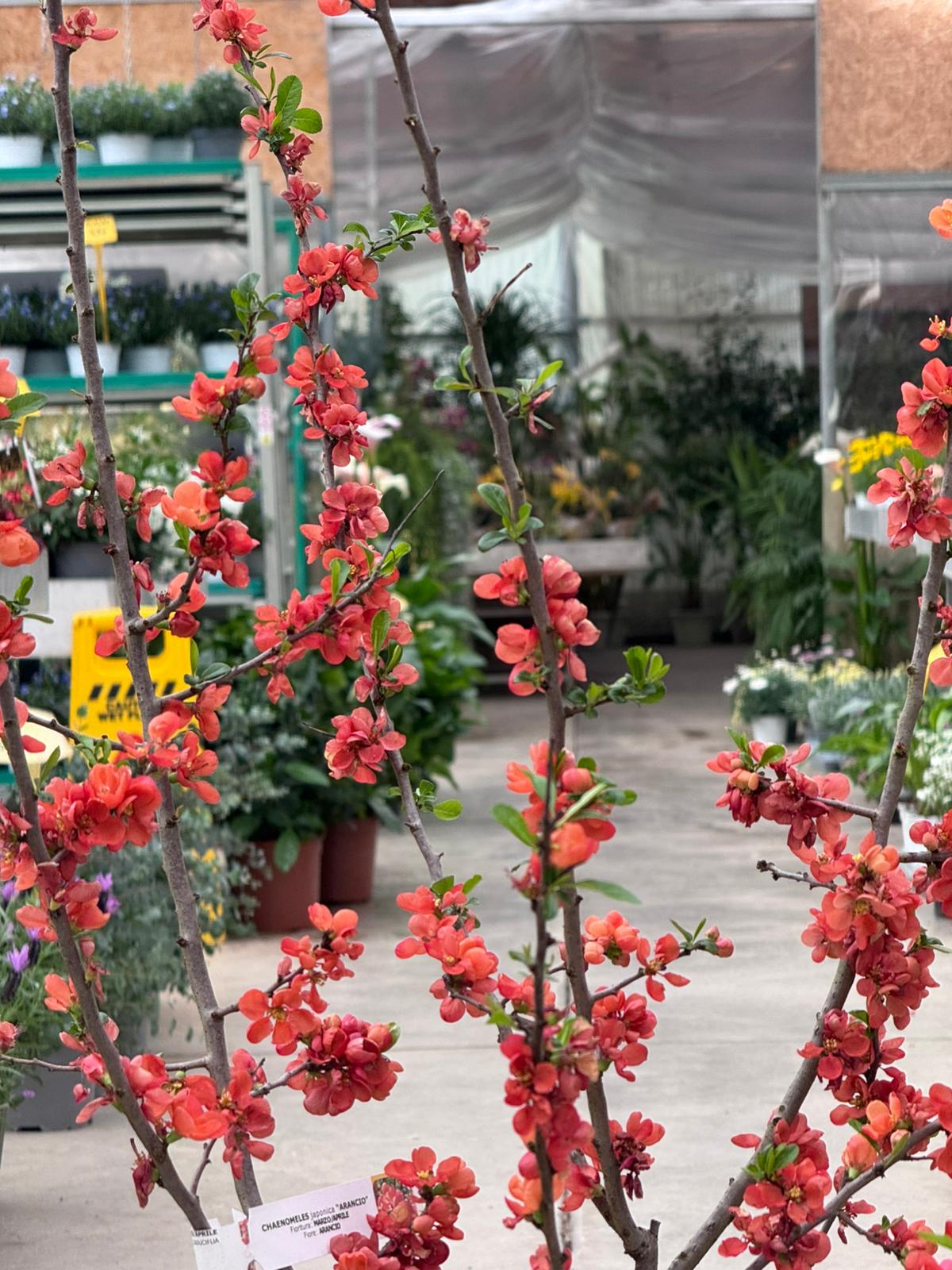 Chaenomeles japonica (Fior d'arancio) H