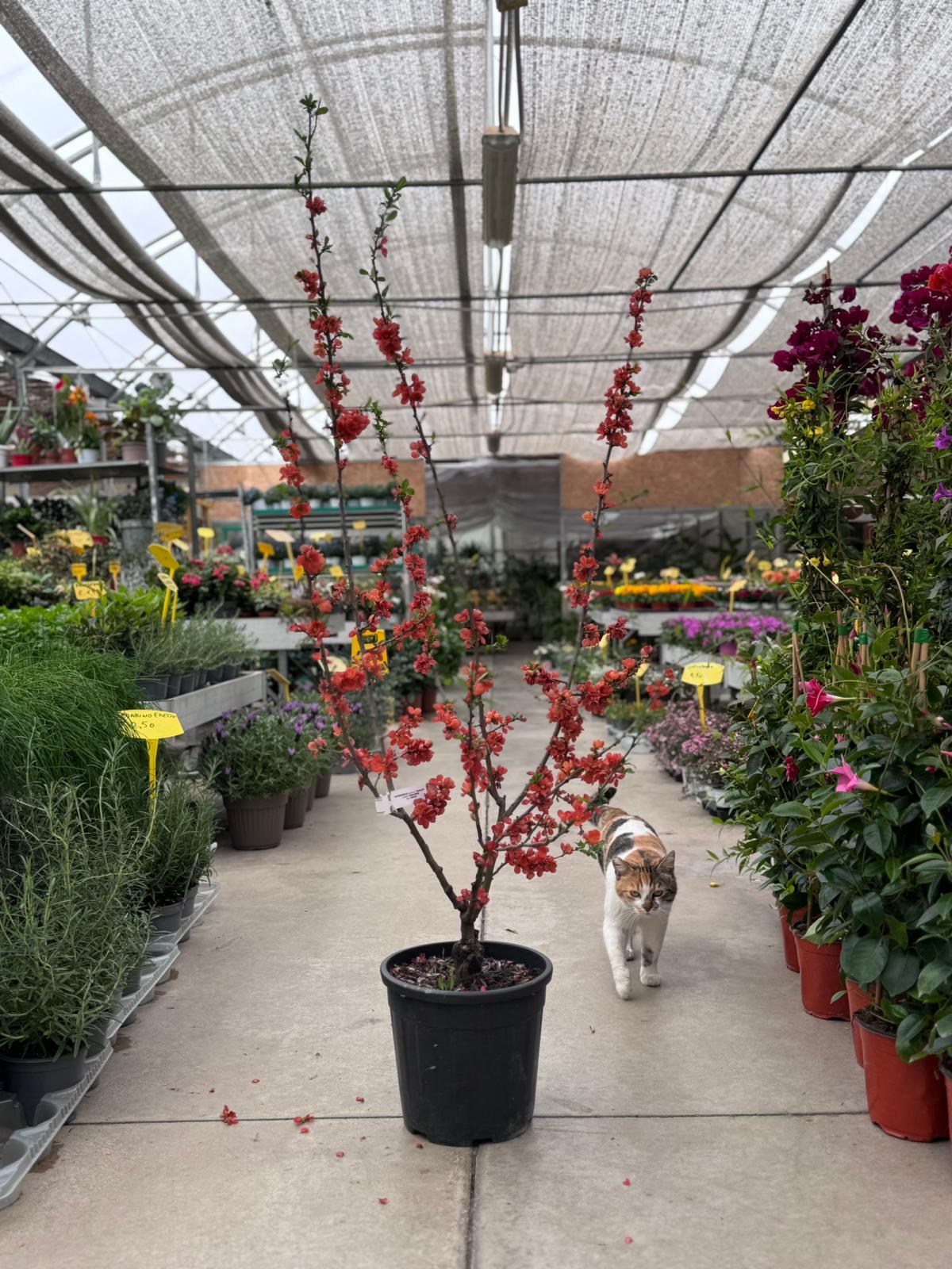 Chaenomeles japonica (Fior d'arancio) H