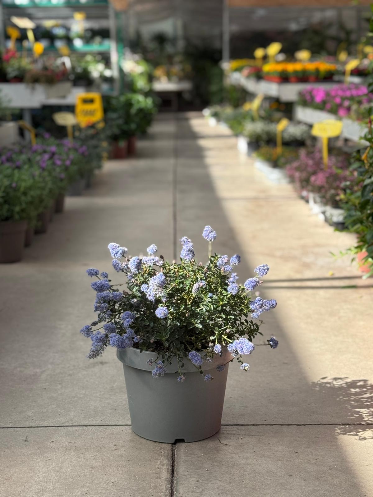 Ceanothus Thyrsiflorus Repens H 45cm
