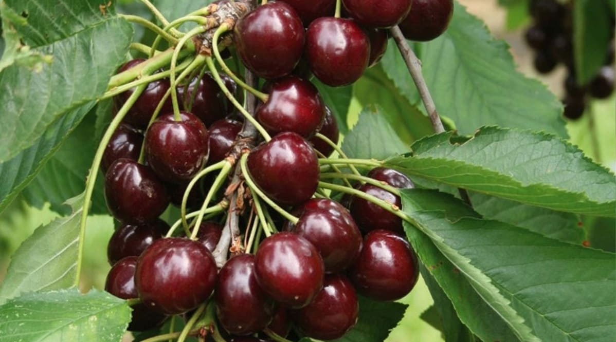 CILIEGIO LAPINS