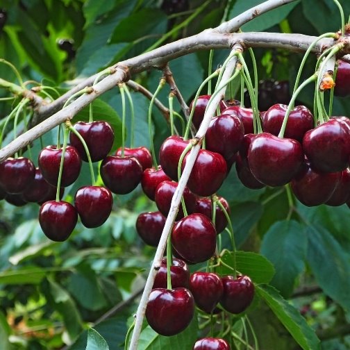 CILIEGIO MORA DI VIGNOLA