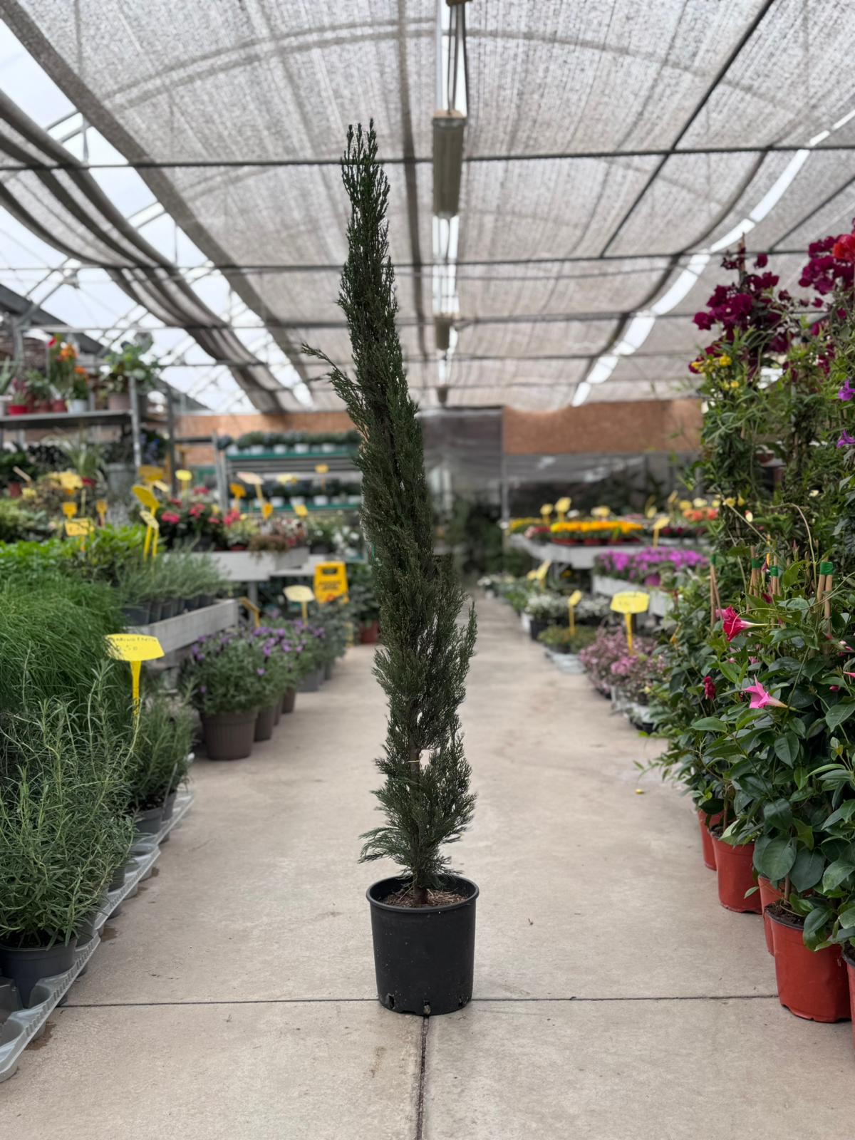 Cipresso Toscano (Cupressus Sempervirens) H 150cm