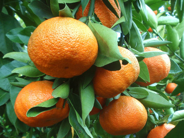 Clementino (citrus reticulata)