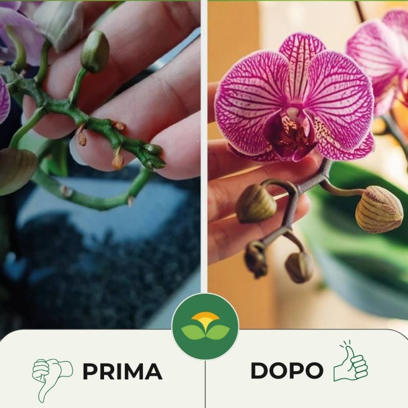 CONCIME LIQUIDO PER ORCHIDEE