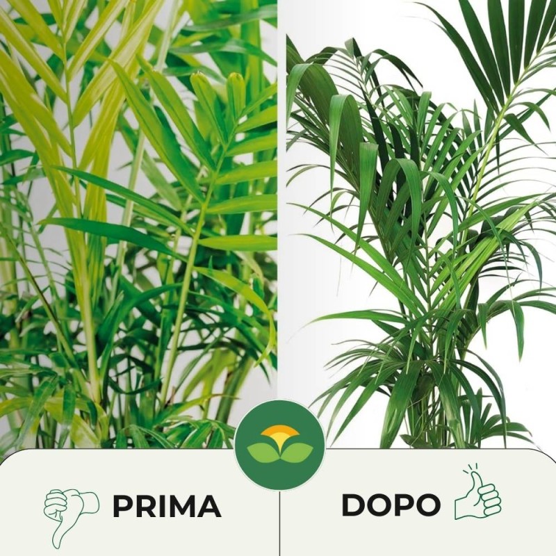 CONCIME LIQUIDO PER PIANTE VERDI