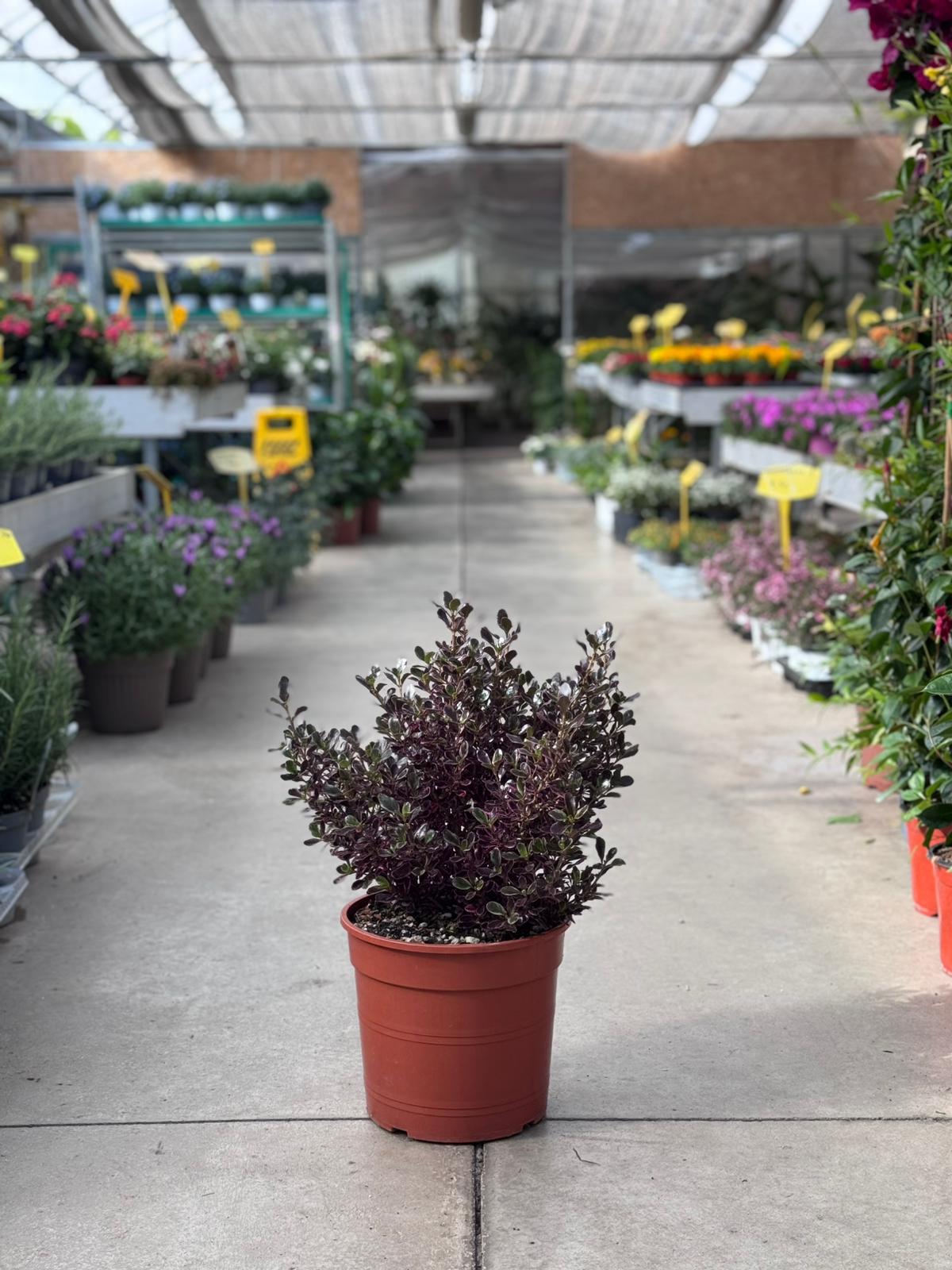 Coprosma repens H 60cm