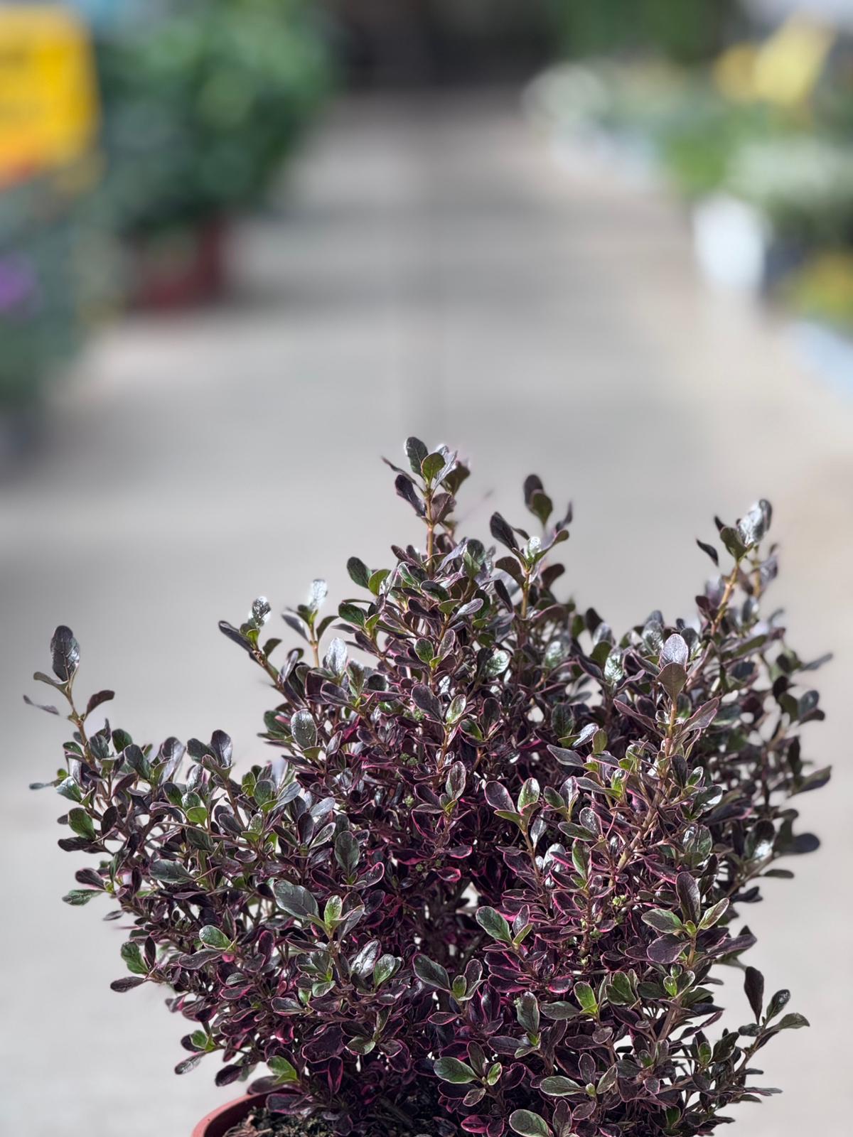 Coprosma repens H 60cm