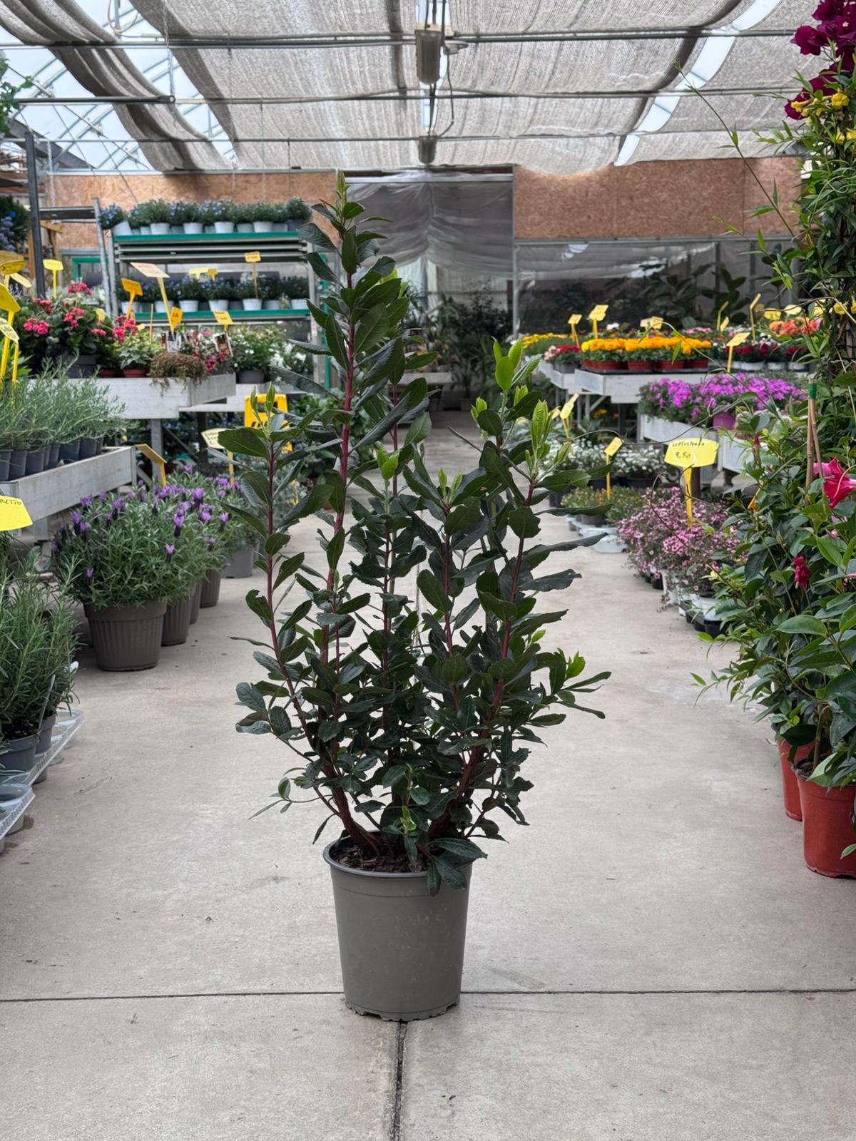Arbutus Unedo Corbezzolo H 100cm